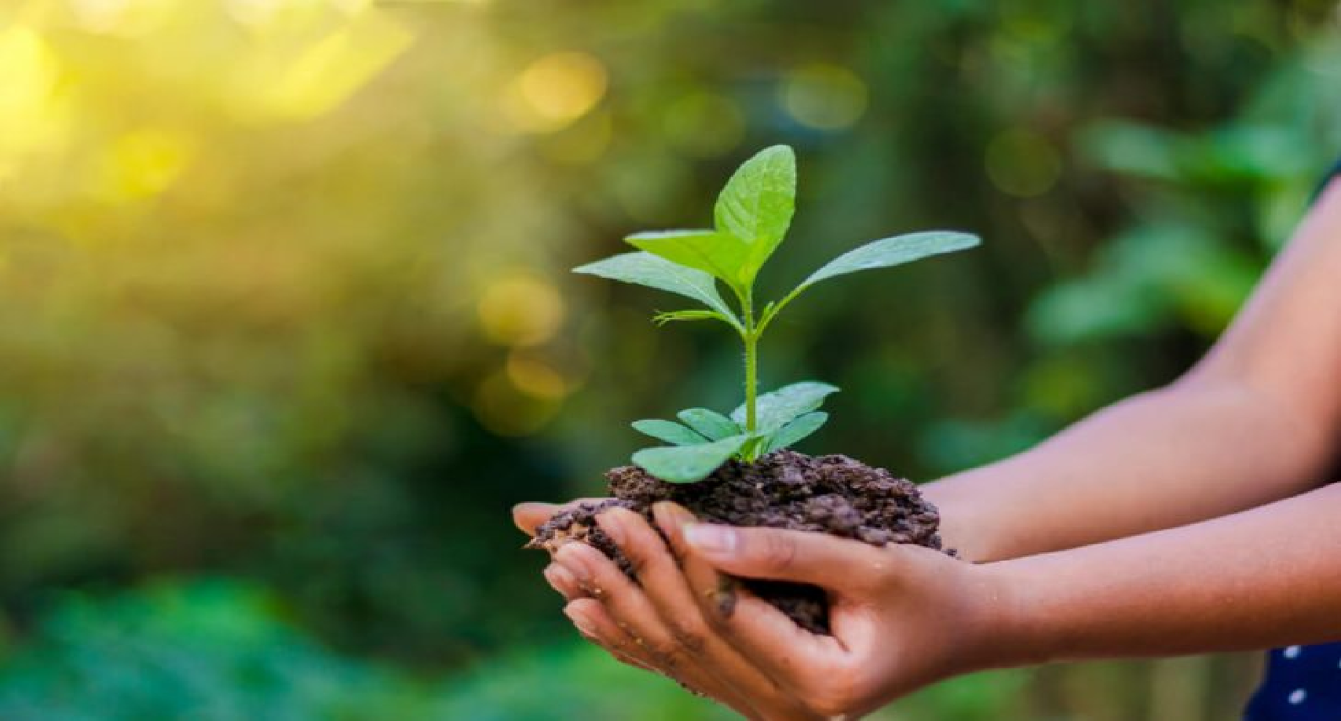 Mãos segurando muda de planta — compromisso ambiental WR Copiadoras